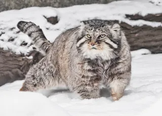 ¡asombroso!  ¡Se descubrió un tipo de gato muy raro en el Monte Everest!