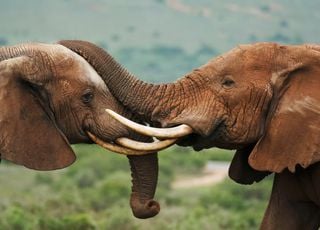 Incroyable ! Voici comment les éléphants communiquent entre eux ! 
