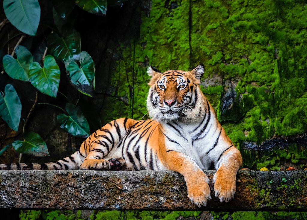 Augmentation nombre tigre Inde