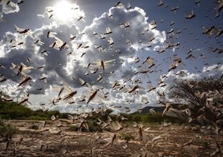 Índia enfrenta onda de calor e infestação de gafanhotos