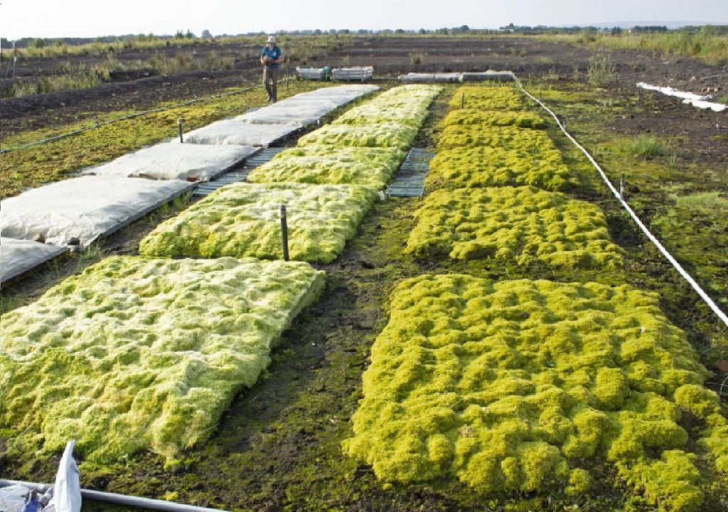 Image creditos: Richard Lindsay, UEL -