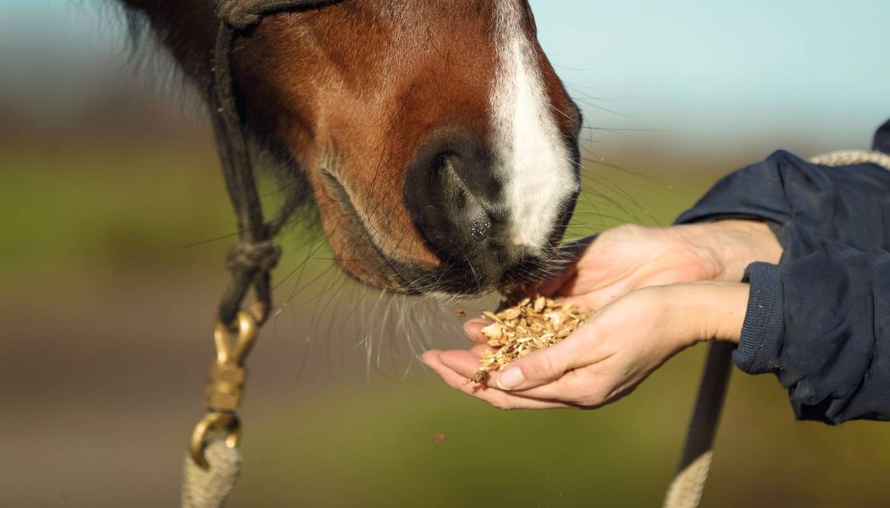 O setor da alimentação animal impacta em cerca de 46.000 explorações especializadas e 35.000 mistas (agrícolas e pecuárias). O setor fatura anualmente cerca de 2,3 mil milhões de euros.