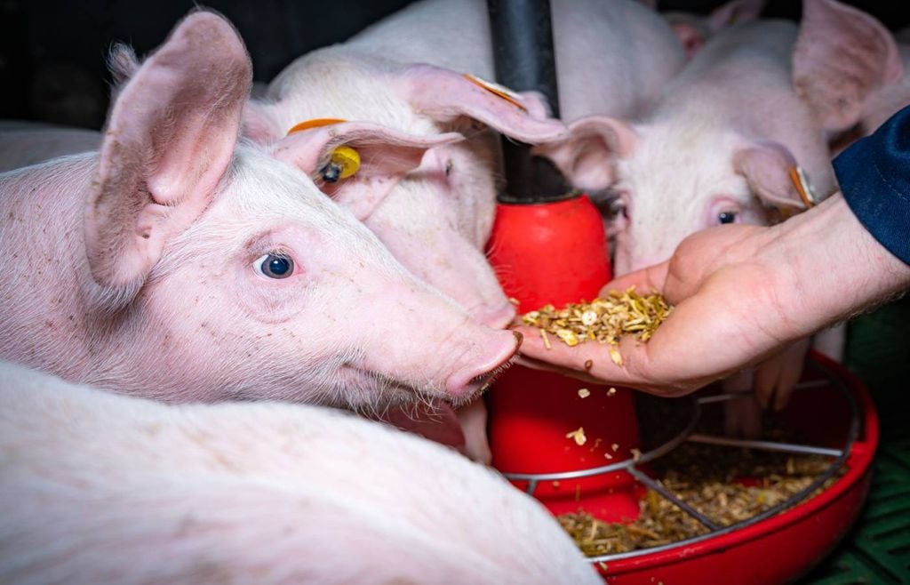 O comboio de tempestades em Portugal gerou danos estimados em cerca de 500 milhões de euros na agricultura e 20 milhões de euros só nas empresas de alimentos para animais.