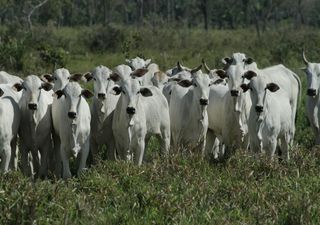 Indústria doa 30 toneladas de rações para animais. Ministro da Agricultura defende isenção de IVA e IRC nesses bens