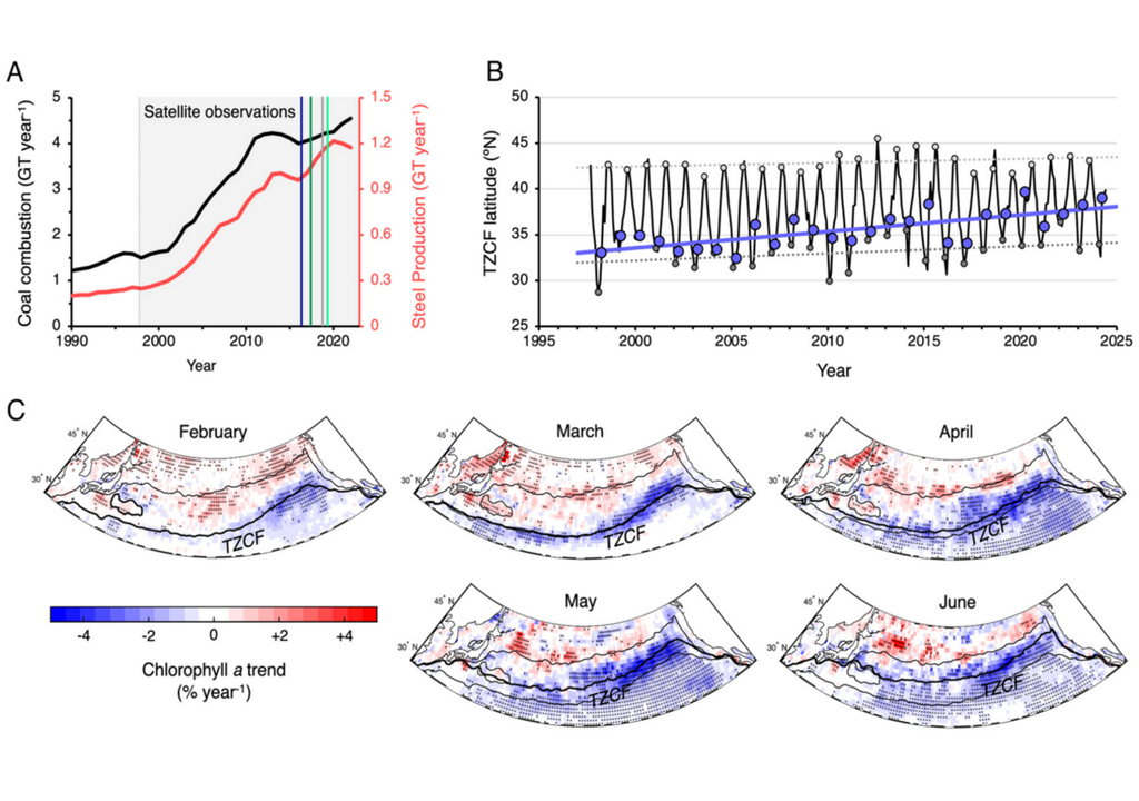 Jüngste Ökosystemveränderungen in der Nordpazifischen Übergangszone: (A) Kohleverbrennung (schwarz) und Stahlproduktion (rot) in Ostasien (China, Japan, Südkorea und Taiwan). (B) Zeitreihe der mittleren Breite der Übergangszone der Chlorophyllfront (TZCF). (C) Monatliche Trends des Chlorophylls a für den Zeitraum 1998 bis 2024. Die dicke schwarze Linie markiert die mittlere Position der TZCF für jeden Monat.