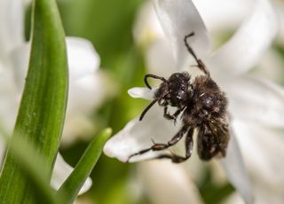 Inédit : une nouvelle espèce d'abeille sauvage découverte en Autriche !