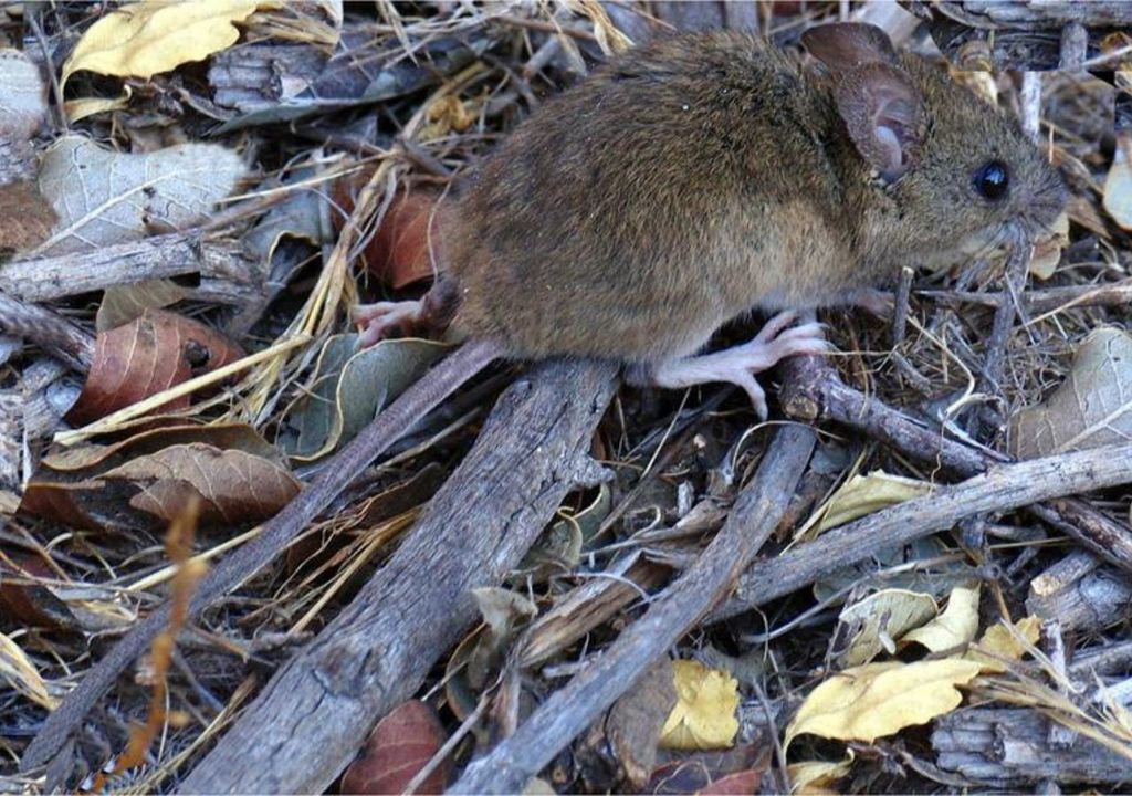 Ratón de cola larga Ratón de cola larga
