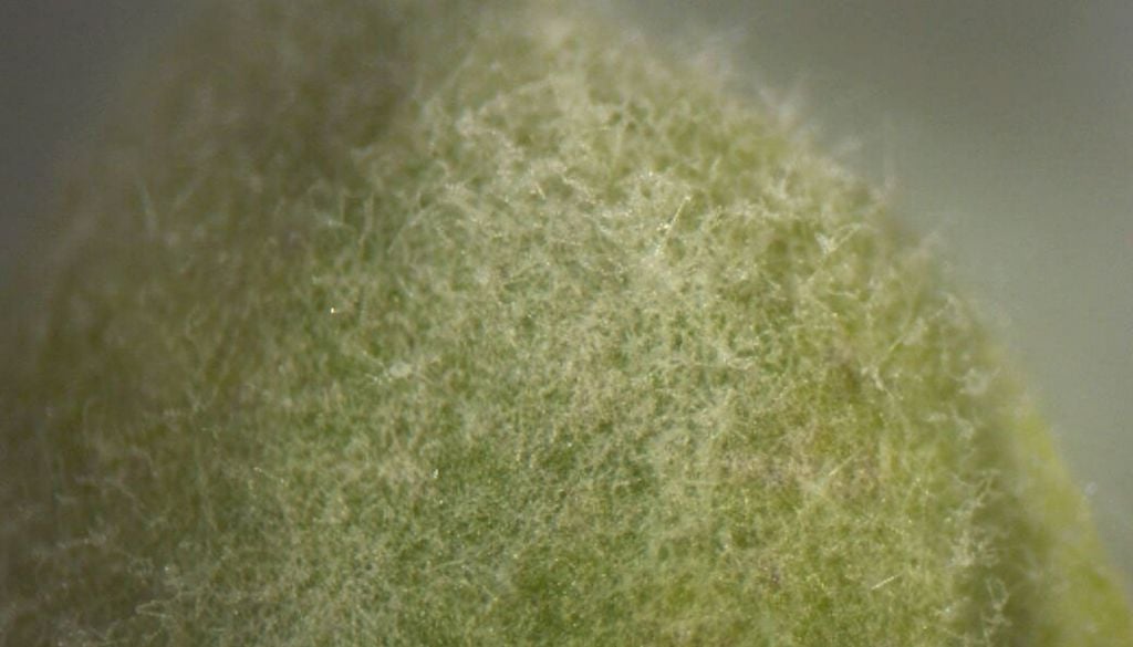 Estación Espacial Internacional microgravedad plantas hongos Mapa de hongos en Arabidopsis. Crédito: Kylee Soltez.