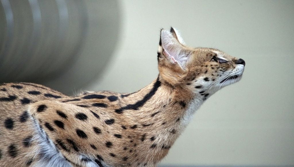 Le serval fait partie de ces animaux en danger