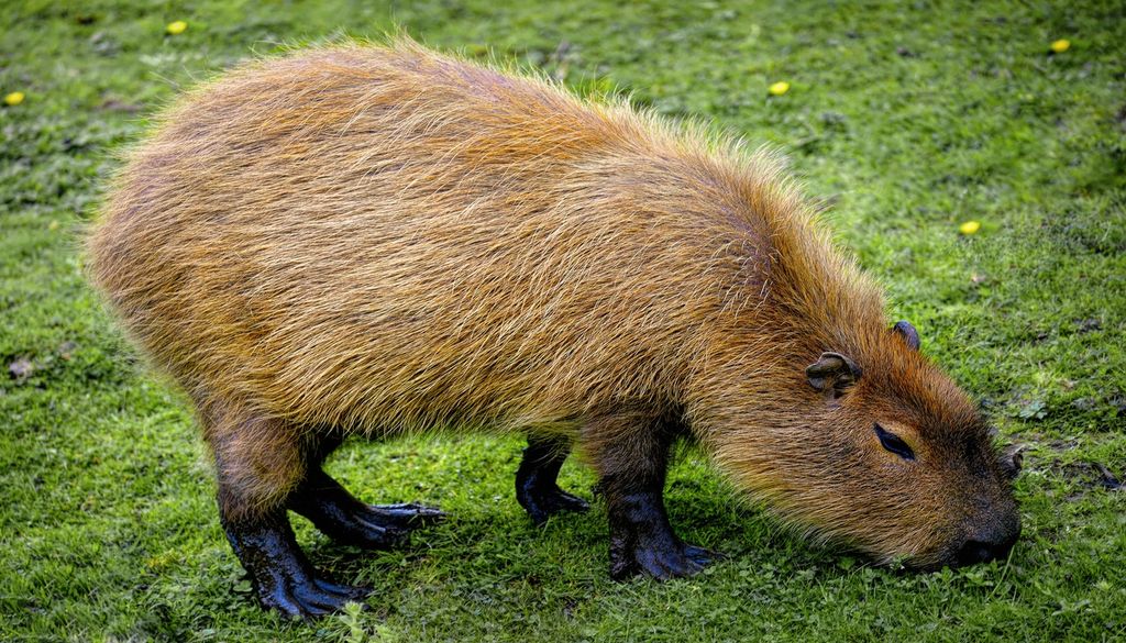 Même chose pour les capybaras