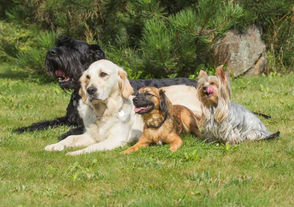 Distintas razas de perro