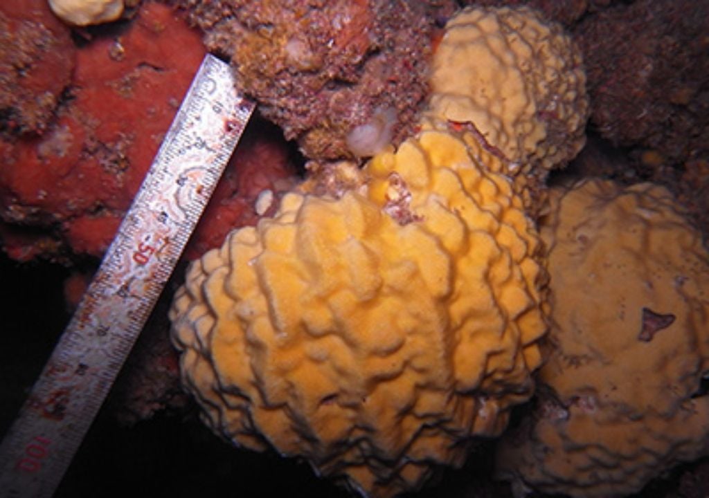 Caribbean sponges