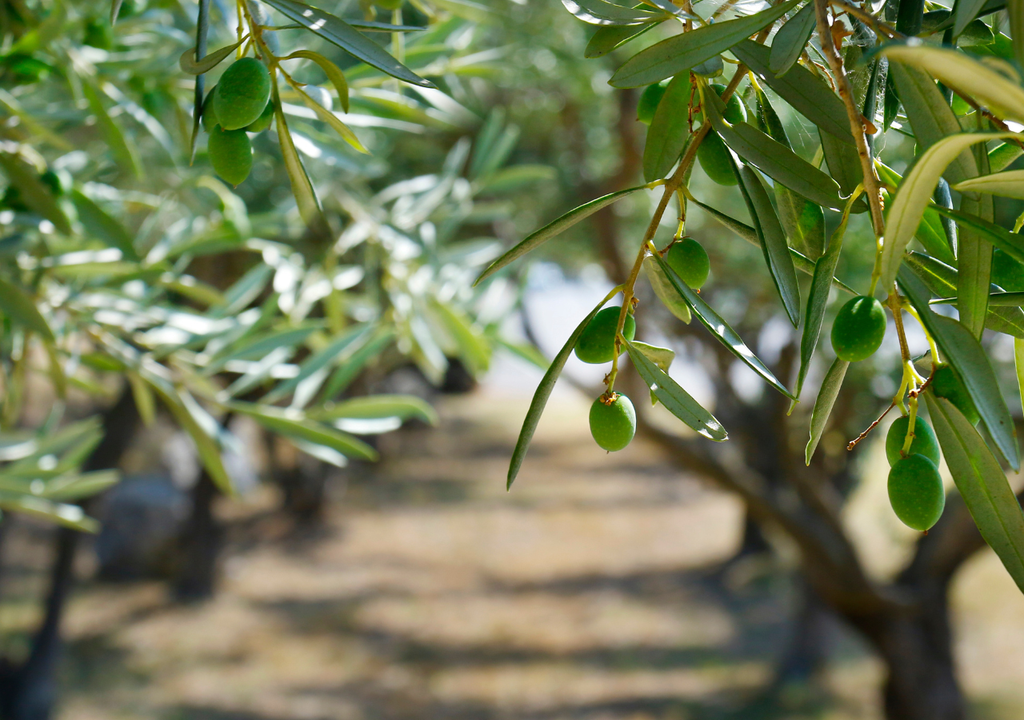 olivos olivos