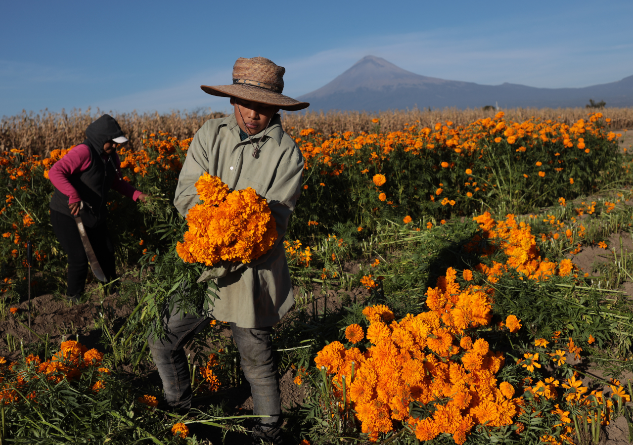 Inicia la siembra de Cempasúchil en el campo mexicano: flor de vida y tradición