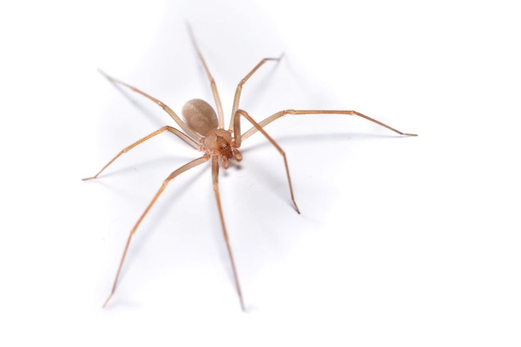 La araña violinista es uno de los arácnidos más venenosos