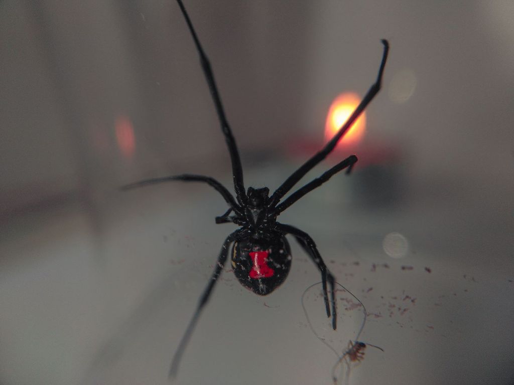 El veneno de la viuda negra o capulina es hasta 15 veces más potente que el de una serpiente de cascabel. El veneno de la viuda negra o capulina es hasta 15 veces más potente que el de una serpiente de cascabel.