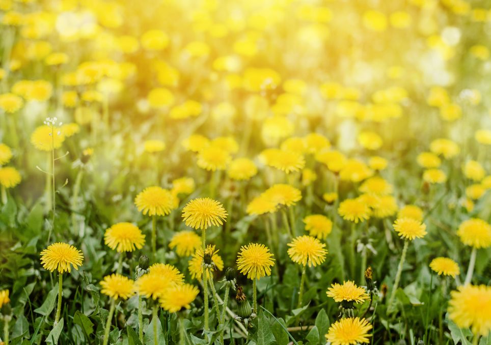  Inició la primavera meteorológica 2025, ¿por qué se diferencia de la primavera astronómica?. Noticias en tiempo real
