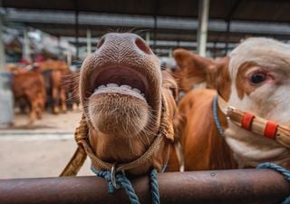 Inovação no controle da febre aftosa: Pesquisadores trabalham em vacina de biossegurança sem vírus vivos
