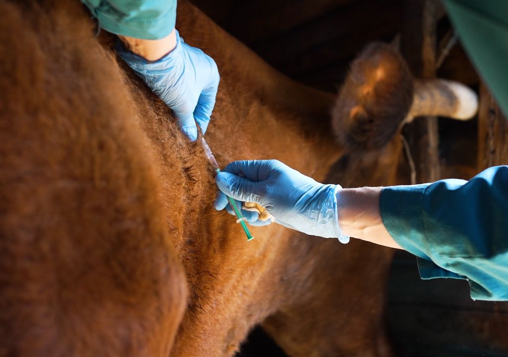 vacina contra febre aftosa em gados
