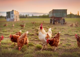 Innovation : voici comment mieux stocker les énergies renouvelables grâce... au poulet !