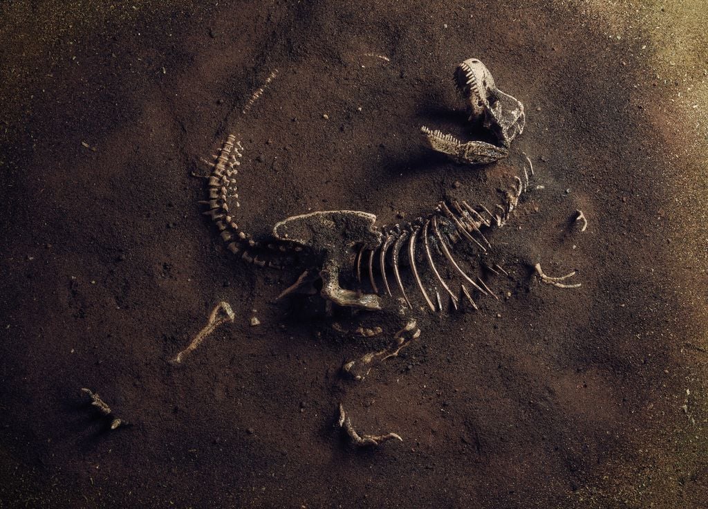 Fossile dinosaure Brésil