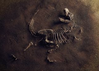 Inondations au Brésil : les pluies révèlent l'un des plus anciens fossiles de dinosaures au monde !