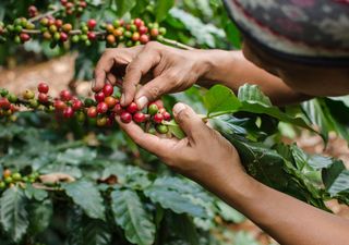 Innovación: ¿es posible desarrollar semillas de café resistentes a los extremos climáticos?