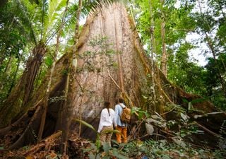 Inovação: USP lança Centro de Estudos da Amazônia Sustentável (CEAS)