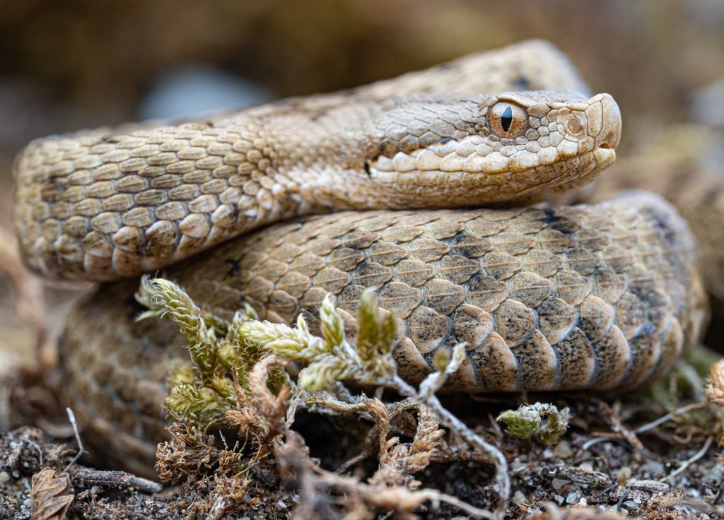 Disparition Serpent France Nouvelle-Aquitaine