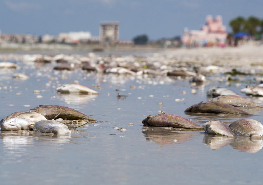 zona muerta contaminación Golfo de México