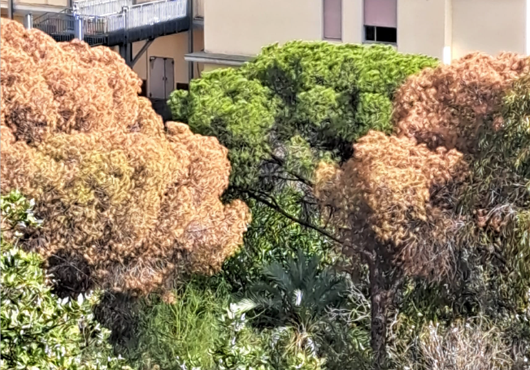 Inquietante la moria di alberi urbani, succede anche da voi? Il sondaggio