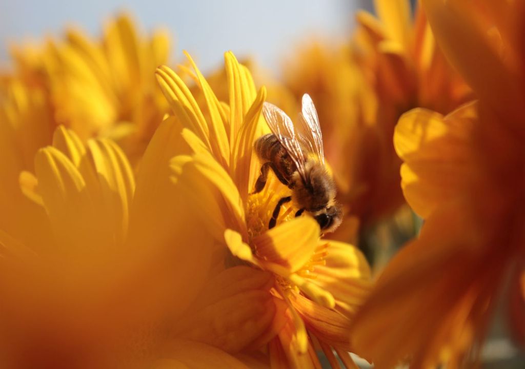 Insect numbers almost halve as climate warms and land use changes