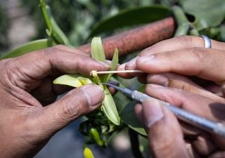 Insect robot spells MIT and does double-flips, can it perform pollination for farmers?