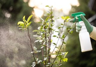 Insecticidas naturales: la solución ecológica para tu jardín 