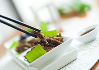 ¿Insectos a la carta? Nueva tendencia para una alimentación sostenible