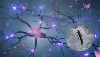Insectos bajo cero: proyecto internacional busca entender c&oacute;mo funciona el cerebro en fr&iacute;o extremo