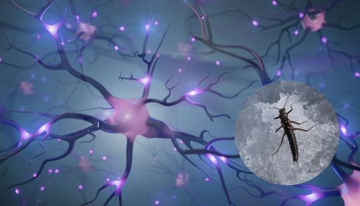 Insectos bajo cero: proyecto internacional busca entender c&oacute;mo funciona el cerebro en fr&iacute;o extremo