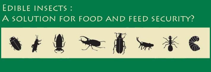 Insectos Comibles Y Cambio Climático Insectos Comibles Y Cambio Climático