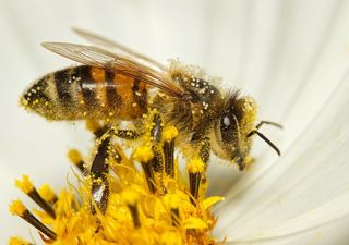 Insektensterben könnte Europa 24 Milliarden Euro kosten – Forscher warnen vor globalen Folgen