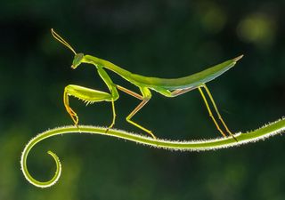 Weltweites Insektensterben: Ist die Luftverschmutzung schuld? 