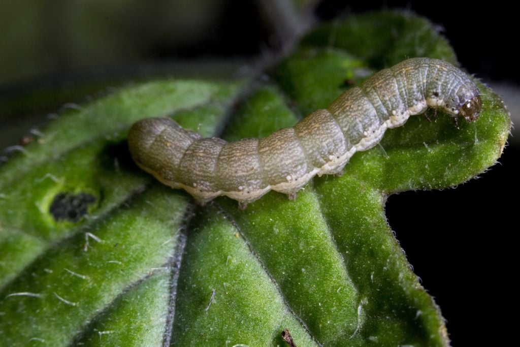 pesticida, praga pesticida, praga