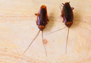 Inseticidas naturais: veja 7 plantas que ajudam a afastar baratas de sua casa