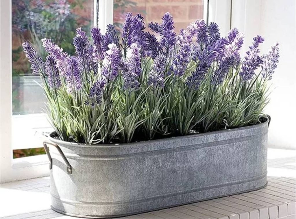 lavanda