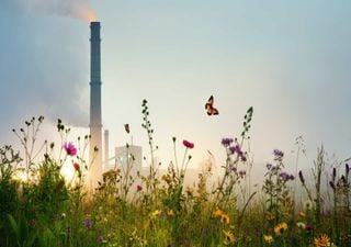 Insectos en peligro: c&oacute;mo la contaminaci&oacute;n del aire est&aacute; alterando los ecosistemas