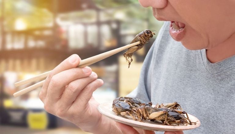 Insetti indigesti? Non &egrave; solo per motivi culturali: come si sono evolute nei millenni le abitudini alimentari