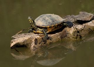 Insolite : ces tortues prennent des bains de lune, voici pourquoi !