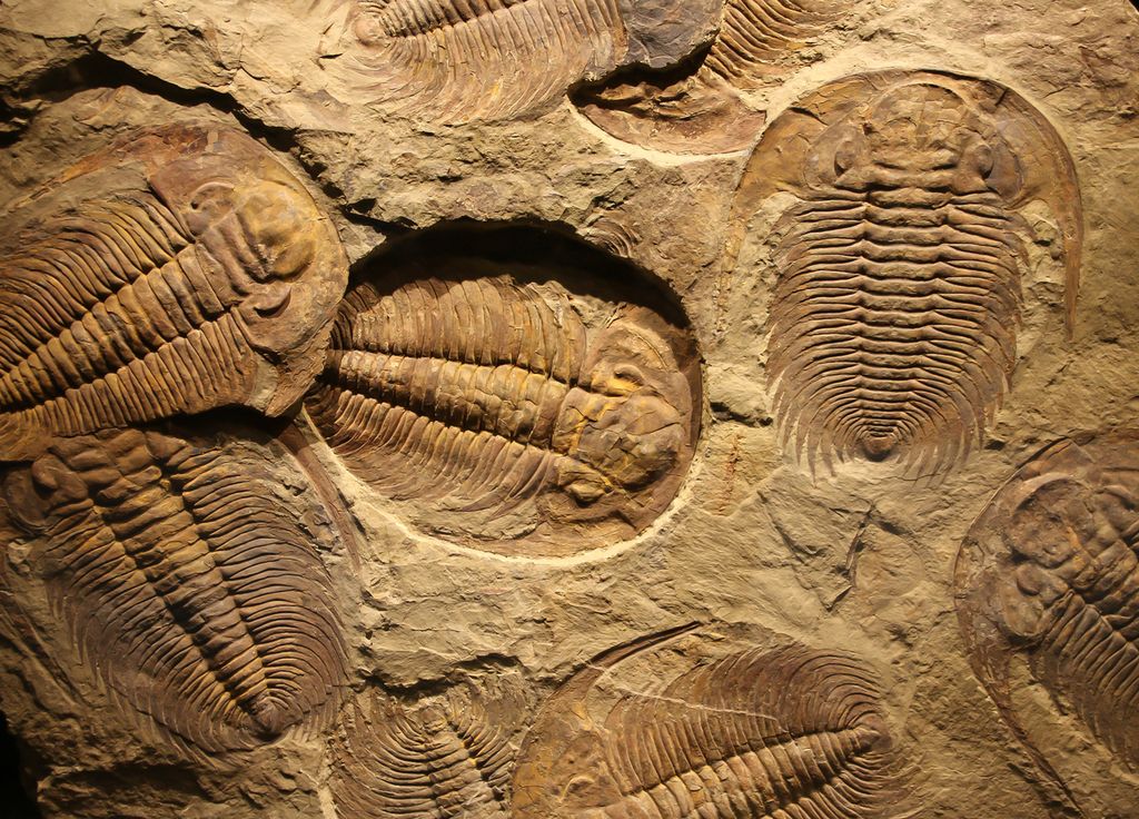 Fossil arthropods Canada