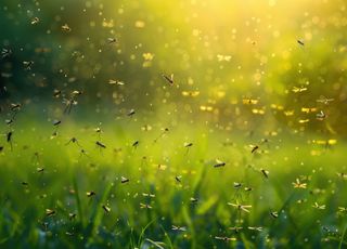 Insolite : cette station balnéaire de Toscane est envahie par les insectes !