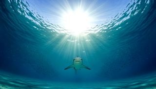Insolite : comment des requins peuvent-ils am&eacute;liorer les pr&eacute;visions oc&eacute;aniques ?