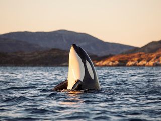 Insolito: come spiegare gli attacchi di orche nelle acque spagnole?